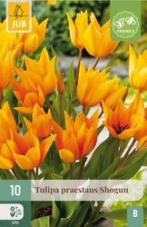 JUB X 10 Tulipa praestans Shogun