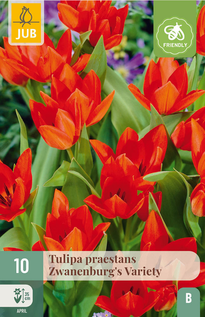 JUB X 10 Tulipa praestans Zwanenburg var.