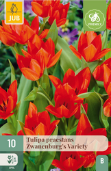 JUB X 10 Tulipa praestans Zwanenburg var.