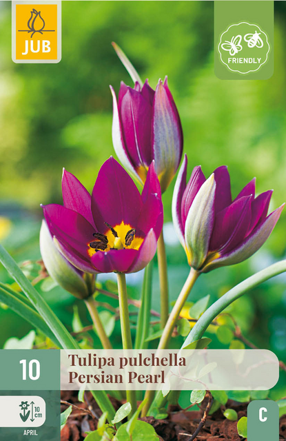 JUB X 10 Tulipa pulch. Persian Pearl