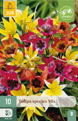 JUB X 10 Tulipa Species Mix