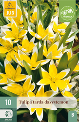 JUB X 10 Tulipa tarda dasystemon
