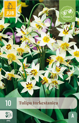 JUB X 10 Tulipa turkestanica