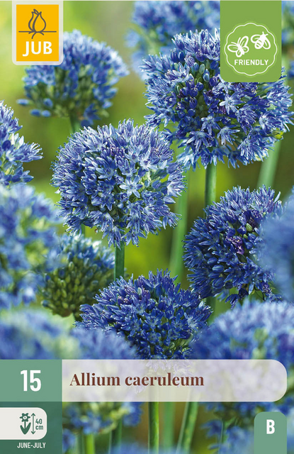 JUB X 15 Allium caeruleum