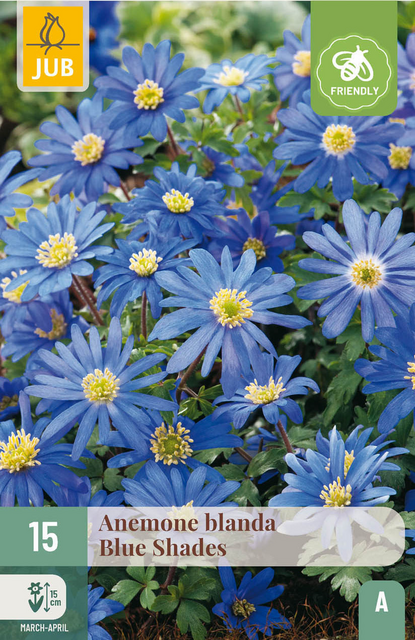 JUB X 15 Anemone blanda Blue Shades