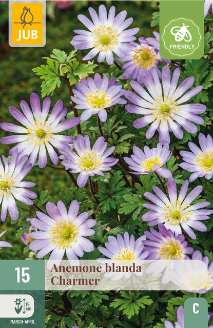 JUB X 15 Anemone blanda Charmer