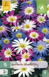 JUB X 15 Anemone blanda Mix
