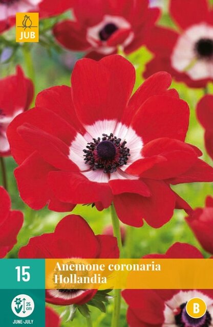 JUB X 15 Anemone cor. Hollandia