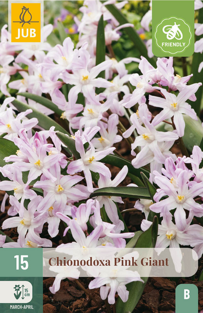 JUB X 15 Chionodoxa Pink Giant