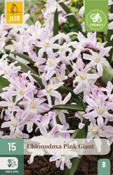 JUB X 15 Chionodoxa Pink Giant