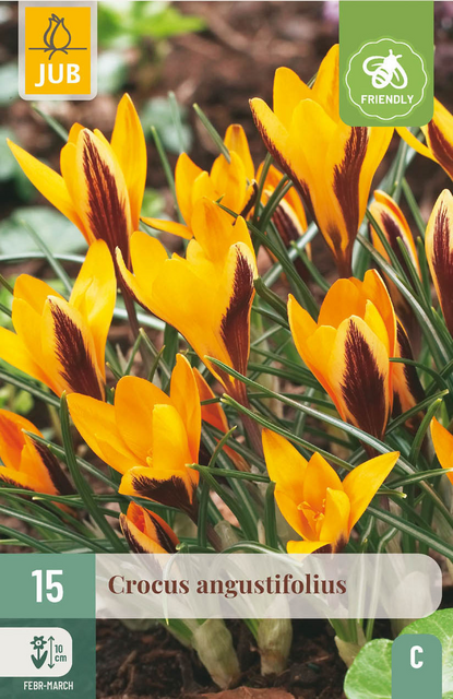 JUB X 15 Crocus angustifolius