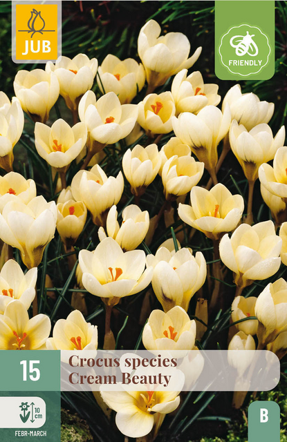 JUB X 15 Crocus Cream Beauty
