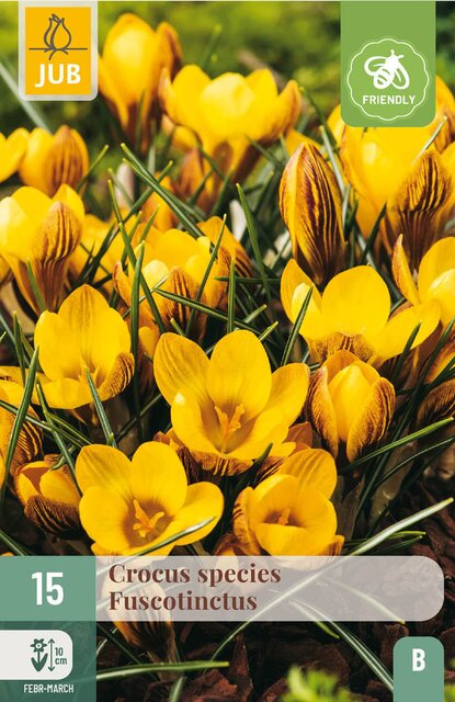 JUB X 15 Crocus Fuscotinctus