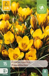 JUB X 15 Crocus Fuscotinctus
