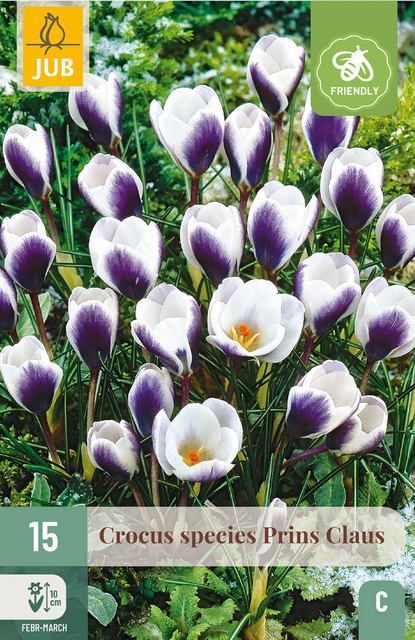 JUB X 15 Crocus Prins Claus