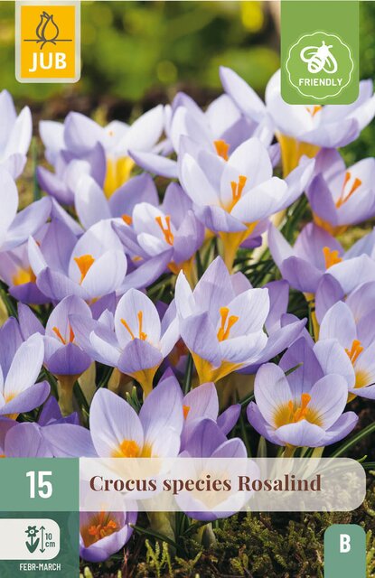 JUB X 15 Crocus Rosalind - afbeelding 1