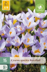 JUB X 15 Crocus Rosalind - afbeelding 1