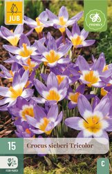 JUB X 15 Crocus sieberi Tricolor