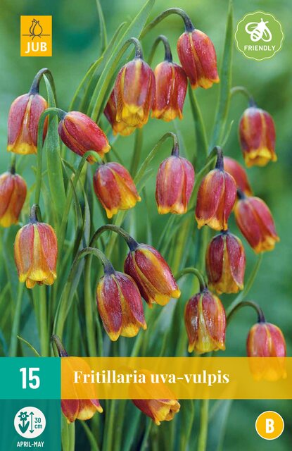 JUB X 15 Fritillaria uva-vulpis