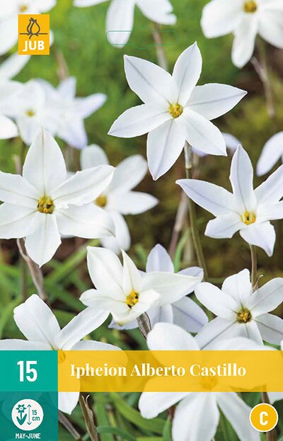 JUB X 15 Ipheion un. Alberto Castillo