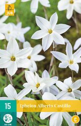 JUB X 15 Ipheion un. Alberto Castillo