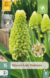 JUB X 15 Muscari Lady Madonna - afbeelding 1