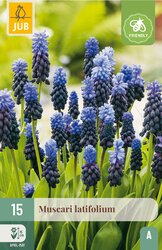 JUB X 15 Muscari latifolium