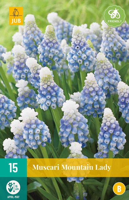 JUB X 15 Muscari Mountain Lady