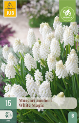 JUB X 15 Muscari White magic
