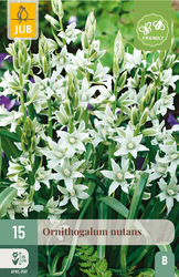 JUB X 15 Ornithogalum nutans