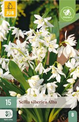 JUB X 15 Scilla siberica Alba