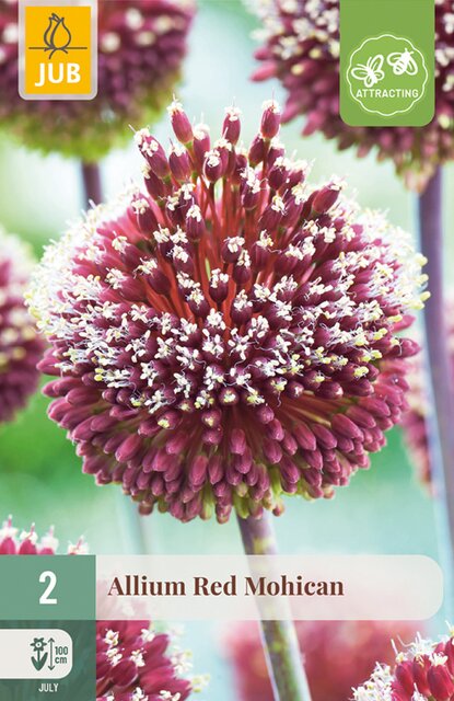 JUB X 2 Allium Red Mohican