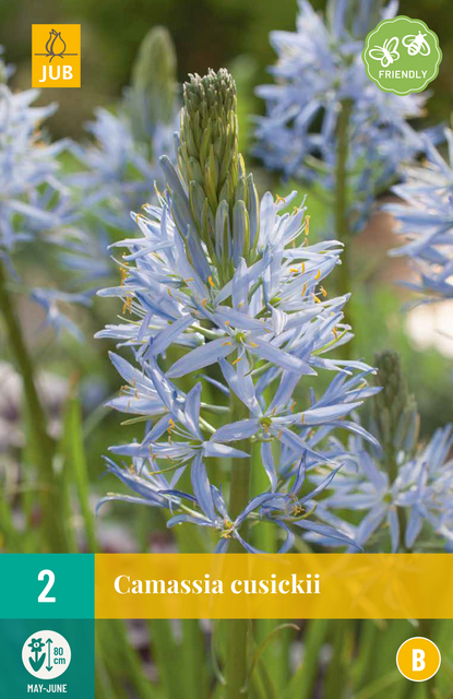 JUB X 2 Camassia cusickii