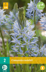 JUB X 2 Camassia cusickii
