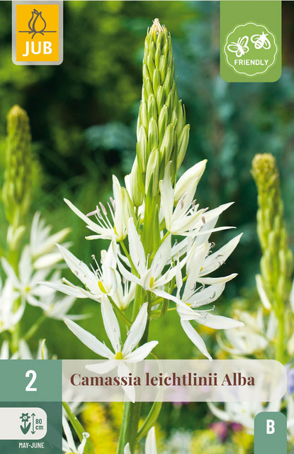 JUB X 2 Camassia leichtlinii Alba