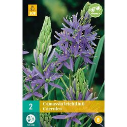 JUB X 2 Camassia leichtlinii Caerulea