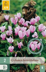 JUB X 2 Cyclamen hederifolium
