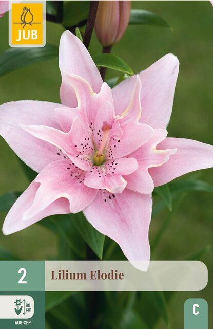 JUB X 2 Lilium double Elodie - afbeelding 1