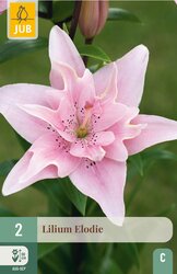 JUB X 2 Lilium double Elodie - afbeelding 2