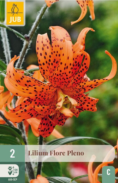 JUB X 2 Lilium double Flore Pleno - afbeelding 1