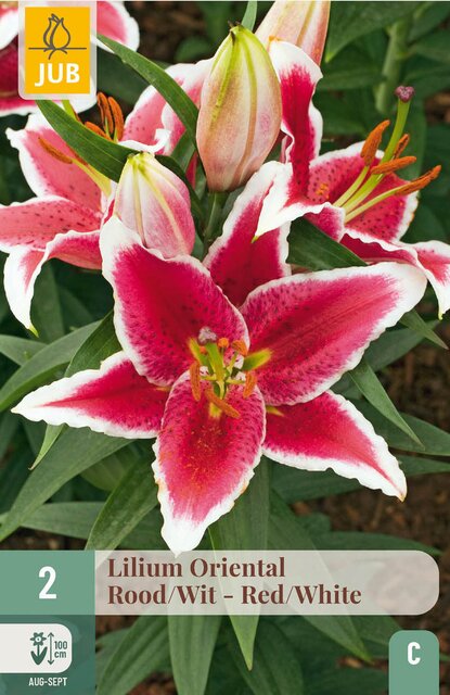 JUB X 2 Lilium oriental Rood-Wit