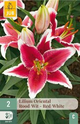JUB X 2 Lilium oriental Rood-Wit