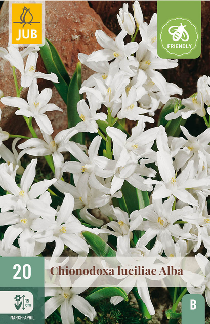 JUB X 20 Chionodoxa luciliae Alba