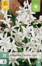 JUB X 20 Chionodoxa luciliae Alba