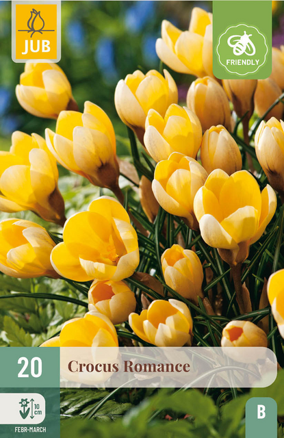 JUB X 20 Crocus Romance
