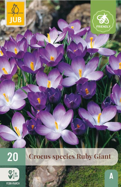 JUB X 20 Crocus Ruby Giant