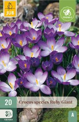 JUB X 20 Crocus Ruby Giant
