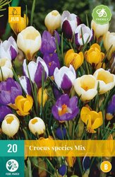 JUB X 20 Crocus species Mix