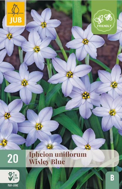 JUB X 20 Ipheion un. Wisley Blue