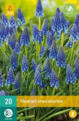 JUB X 20 Muscari armeniacum
